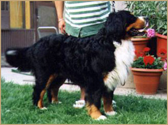 Patrice Von Den Roten Eichen