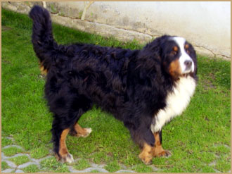 Venyim Gyöngye Edmond