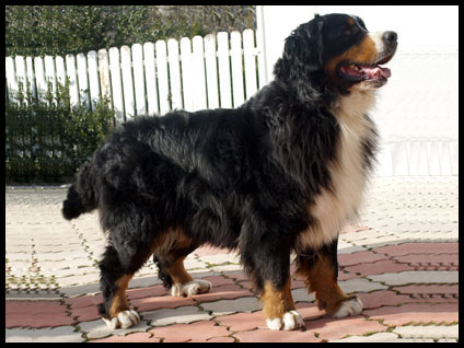 Medves-Hegyi Dolinka, Dolli